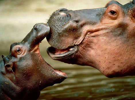 ¿Hipopótamos detestables?