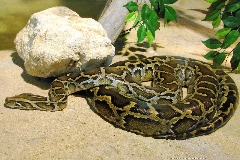 python-molurus - Mi Devocional
