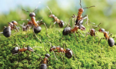 La humilde industria de las hormigas