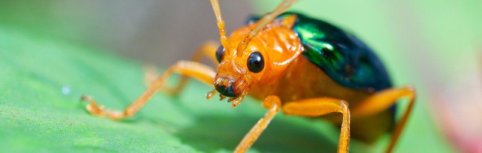 Escarabajo Bombardero: El Insecto Arsenal