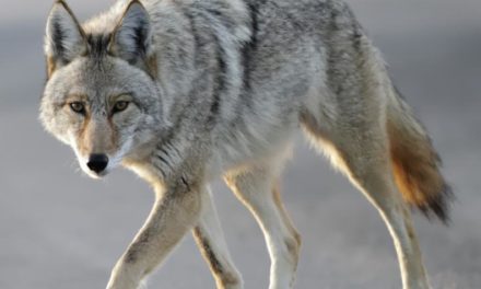 Los coyotes bienvenidos u odiados