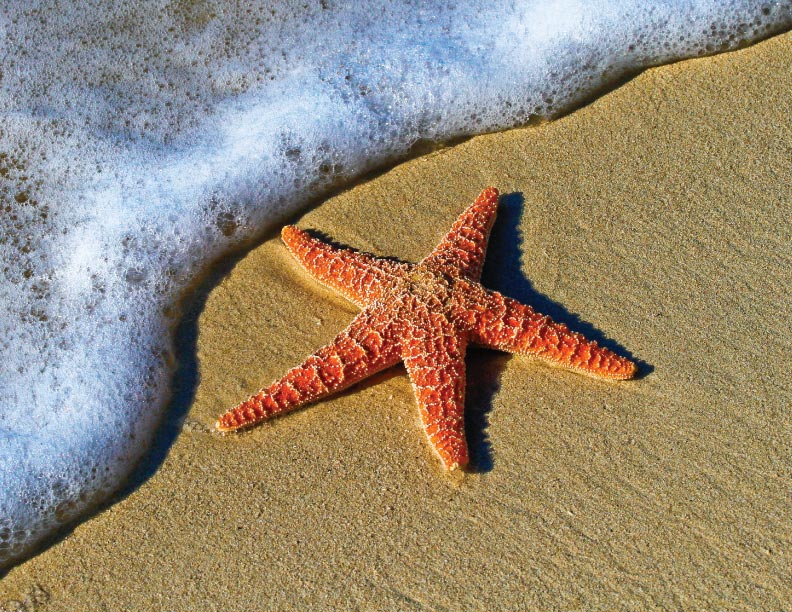 Salvar estrellas de mar