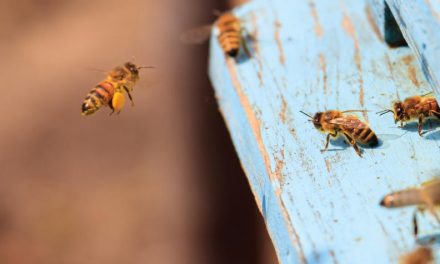 Como abejas guías
