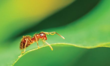¿Adán pisó una hormiga antes de la Caída?