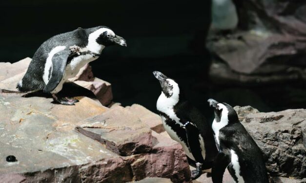 Como pingüinos