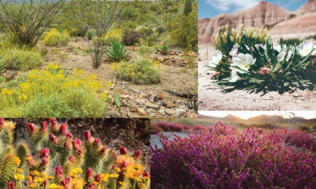 Las flores del desierto