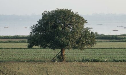 El árbol de descanso