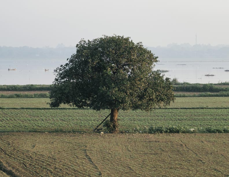 El árbol de descanso