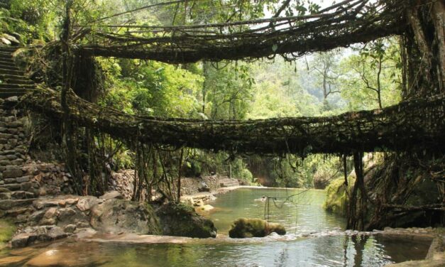 Puentes vivientes