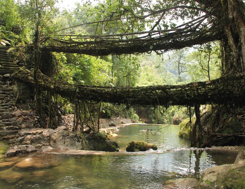 Puentes vivientes