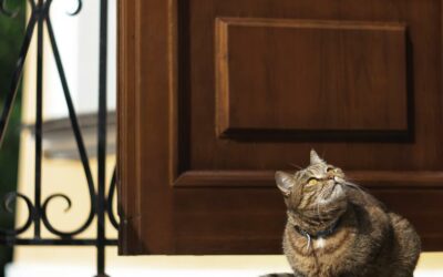 Puertas y gatos