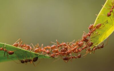Las hormigas exploradoras