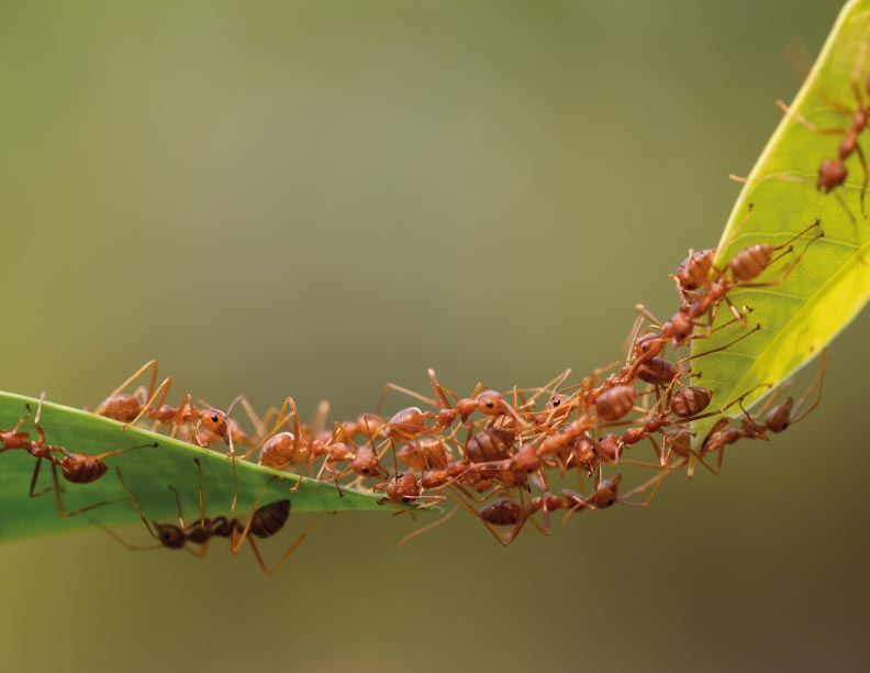 Las hormigas exploradoras