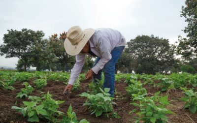 La cosecha vale la pena