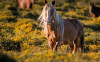 Los ojos de los caballos