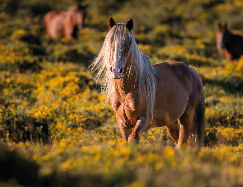 Los ojos de los caballos
