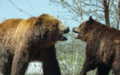 El problema de los osos