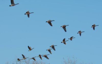 Los gansos y sus gracias