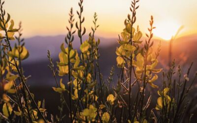 No hay sustituto para la luz