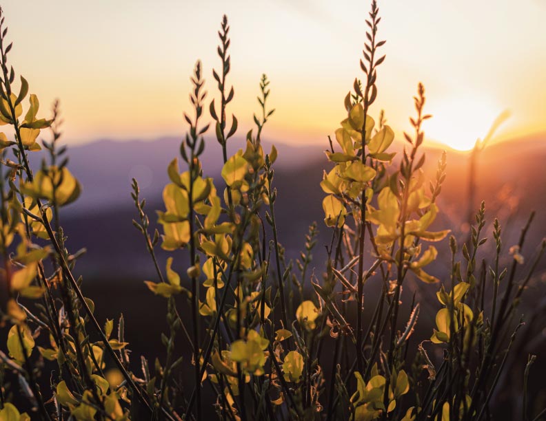 No hay sustituto para la luz