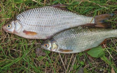 La verdadera libertad