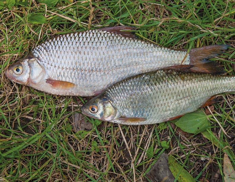 La verdadera libertad