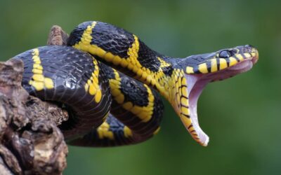 Compañías mortales