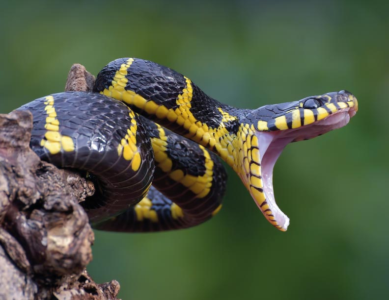 Compañías mortales