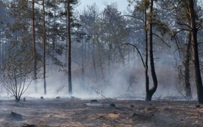 Seguros en el lugar ya quemado