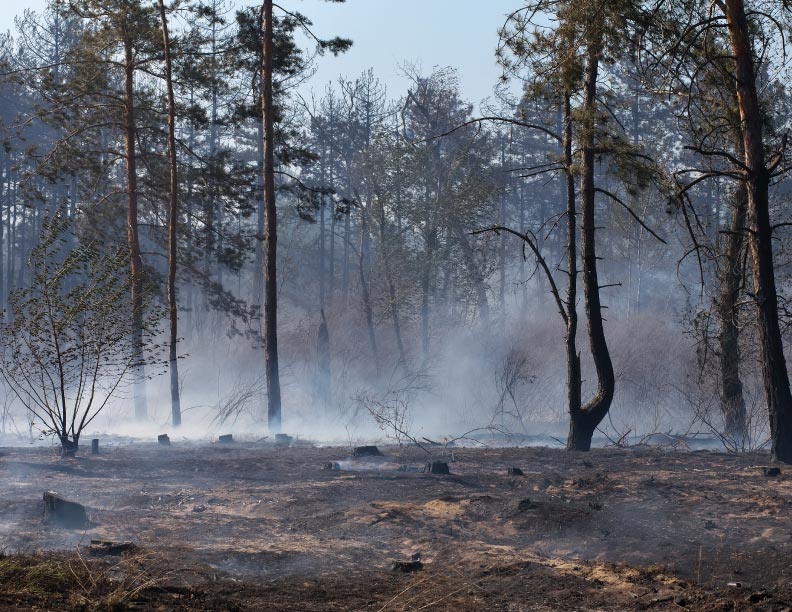 Seguros en el lugar ya quemado