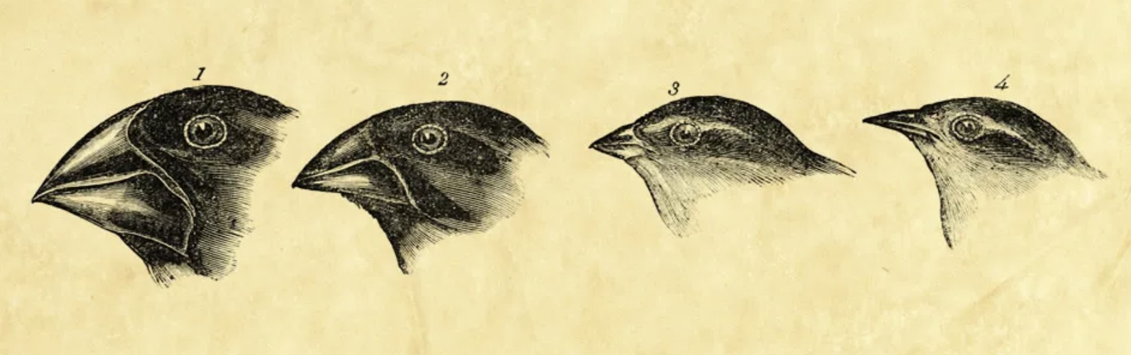 Selección natural y macroevolución