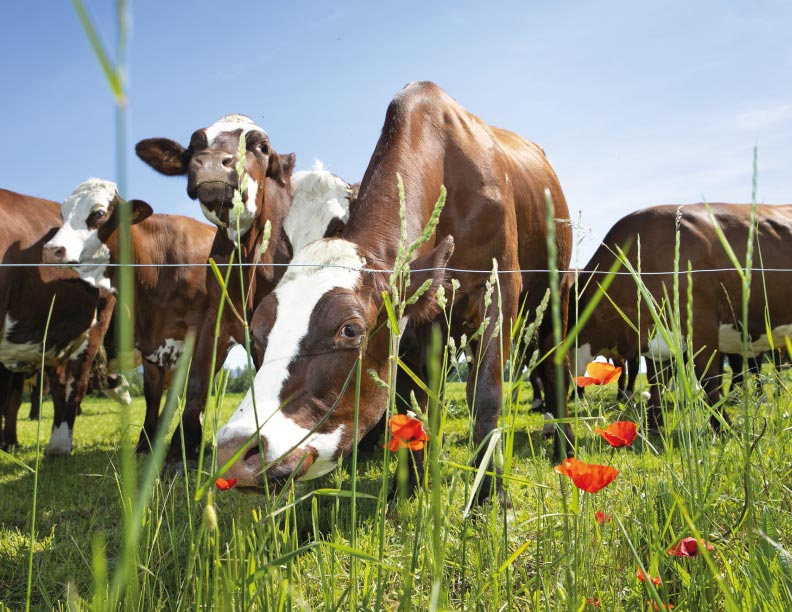 Lo que hay en tu lado de la cerca