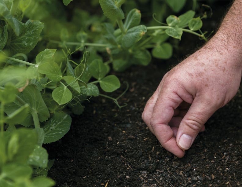Un grano de mostaza bien plantado