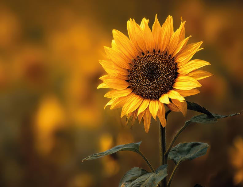 Igual que los girasoles